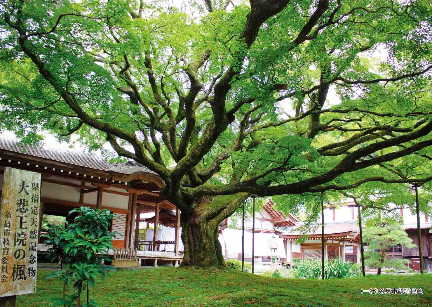 雷山千如寺大悲王院