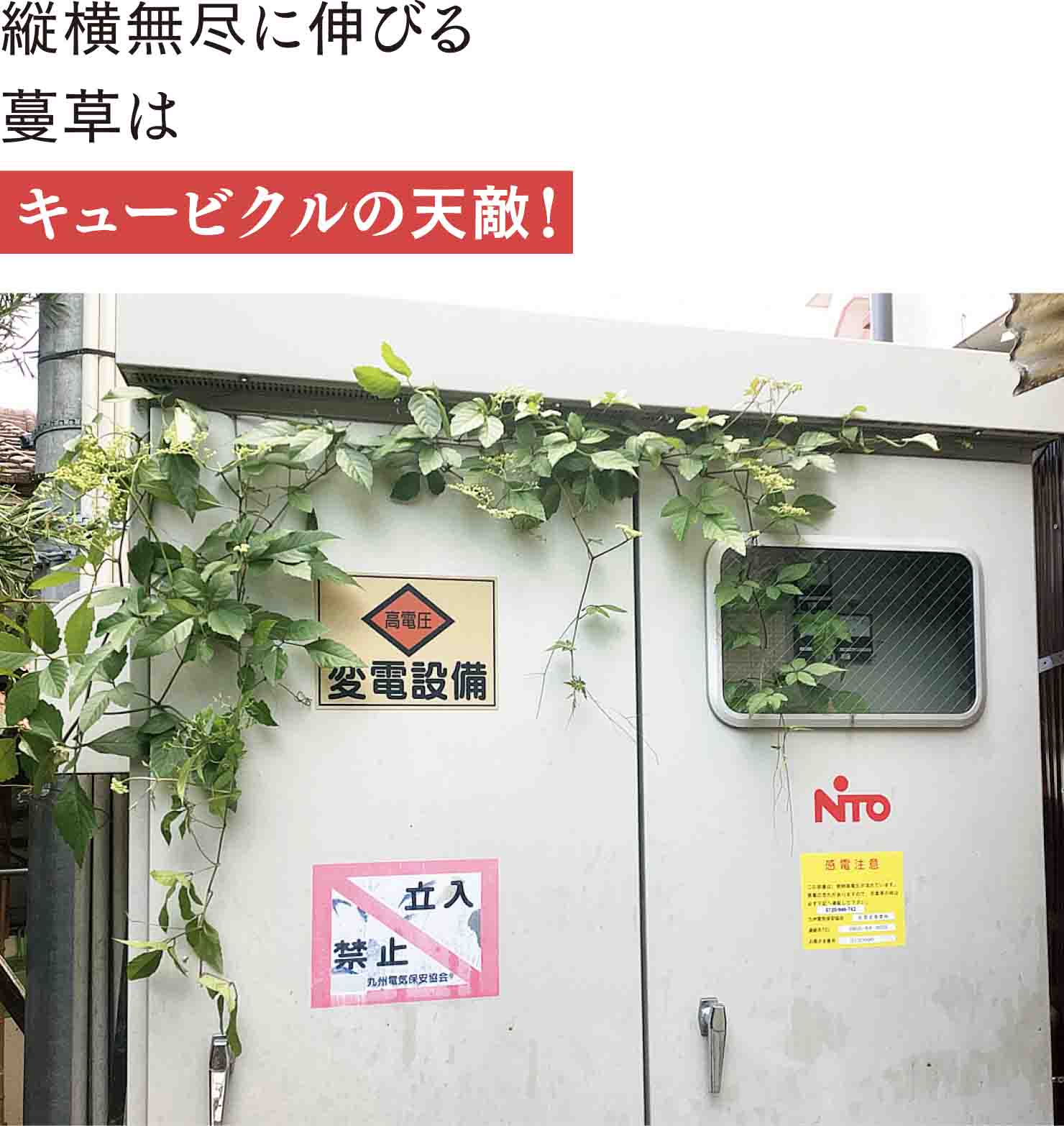 キュービクルに蔓草が侵入